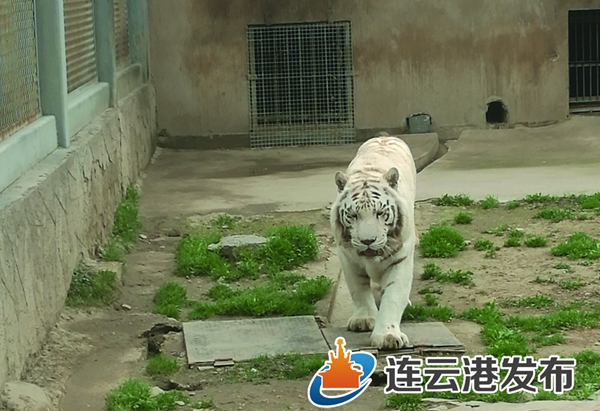 新浦公园动物园家族又添新丁 白虎妈妈二度诞下双胞胎
