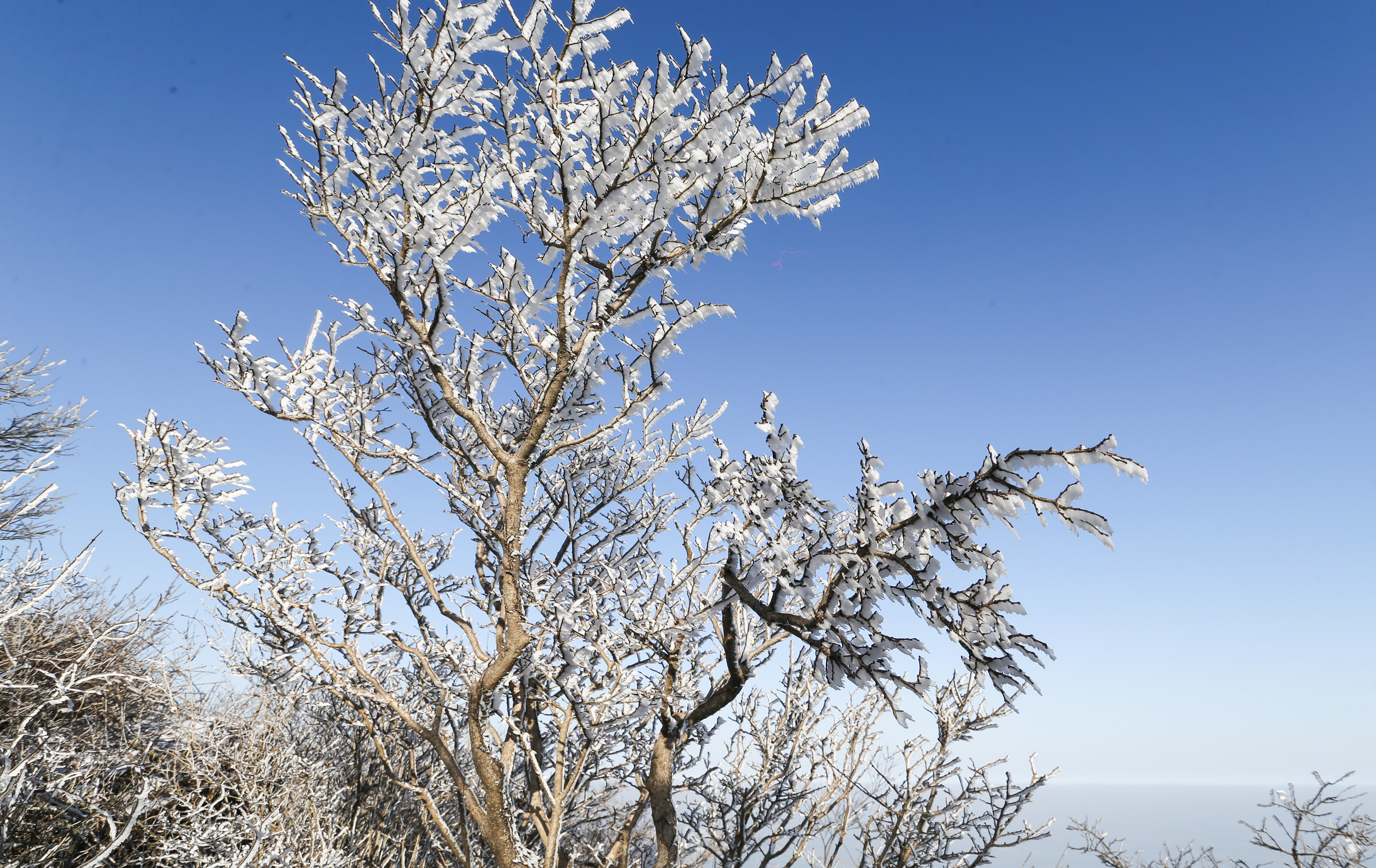 春雪雾淞双双打卡云台山