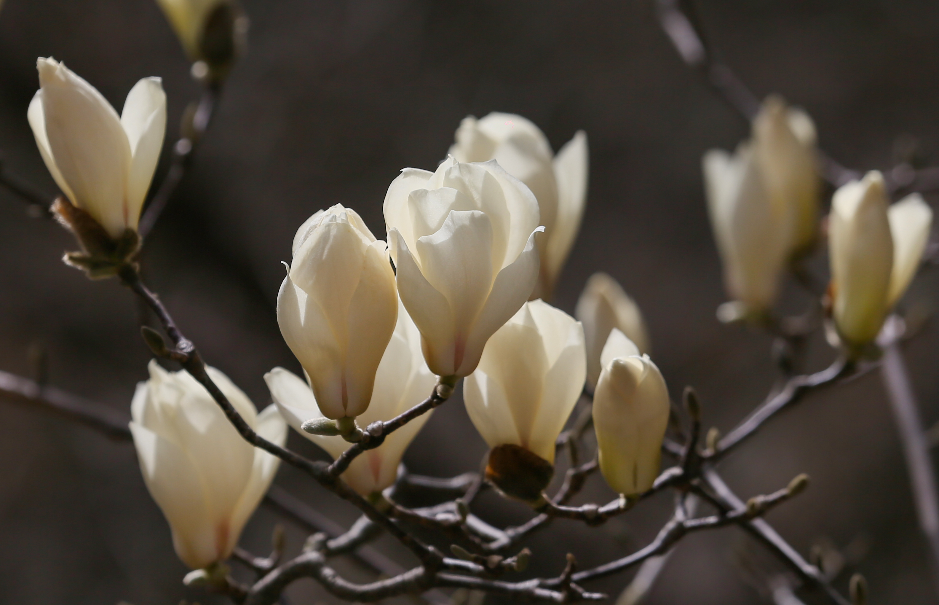 “玉兰花王”吐蕊绽放