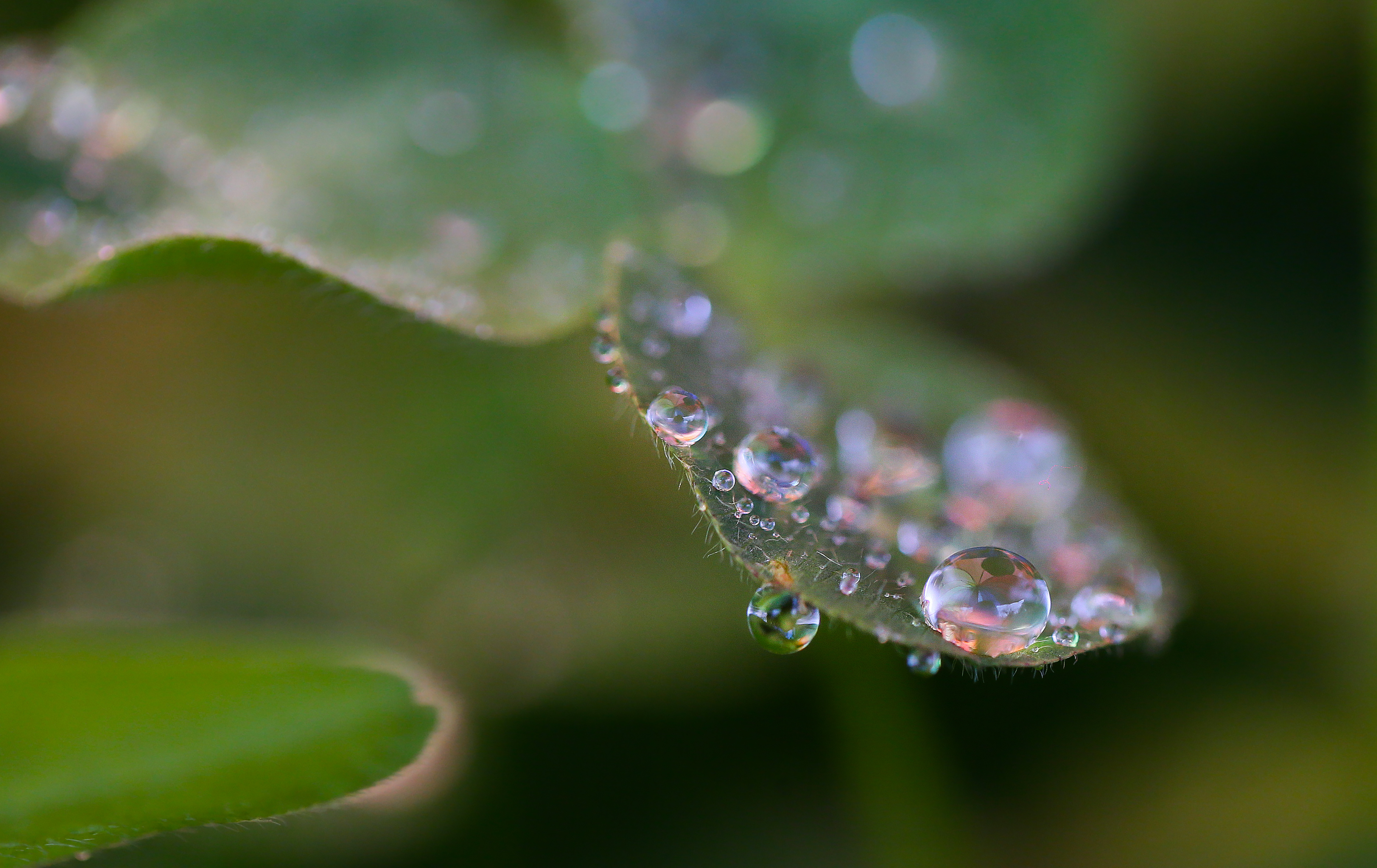 静美！三叶草邂逅雨珠