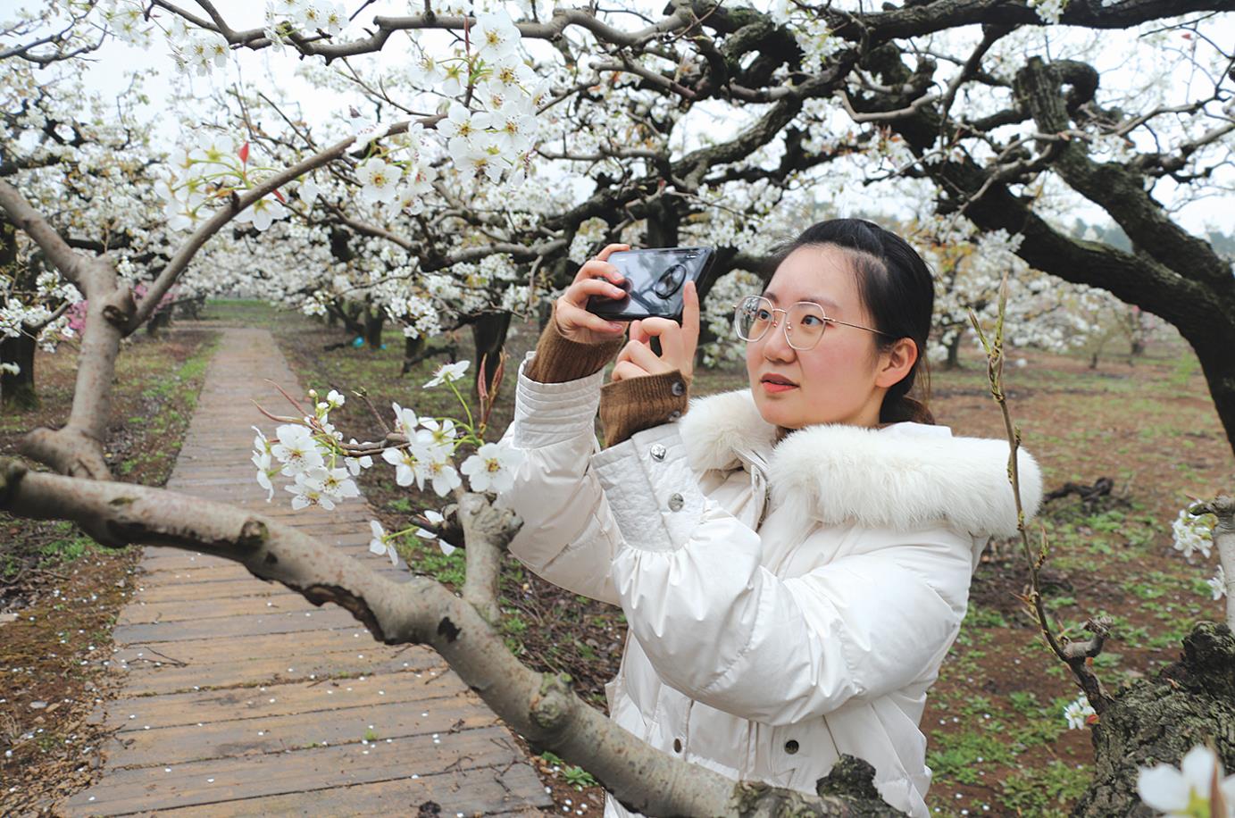 万亩梨花开翩翩迎客来