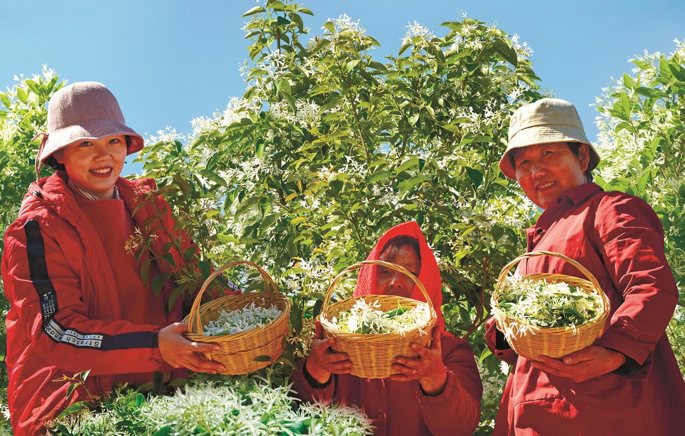 采摘糯米花茶