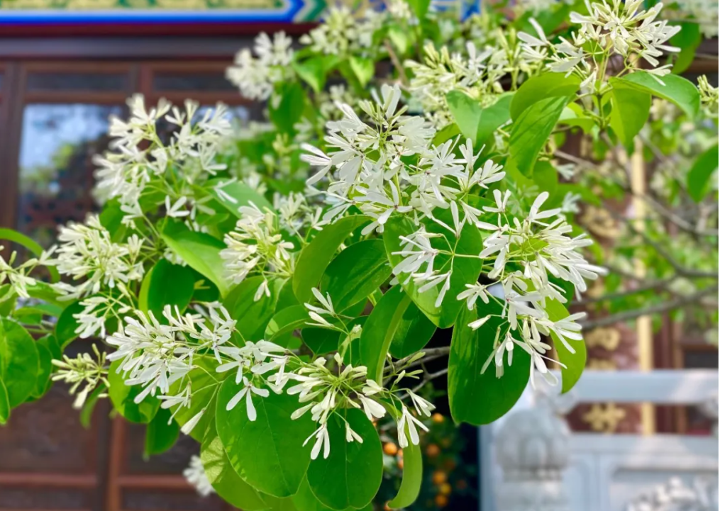 花期仅十天！连云港八百岁古树开花了！