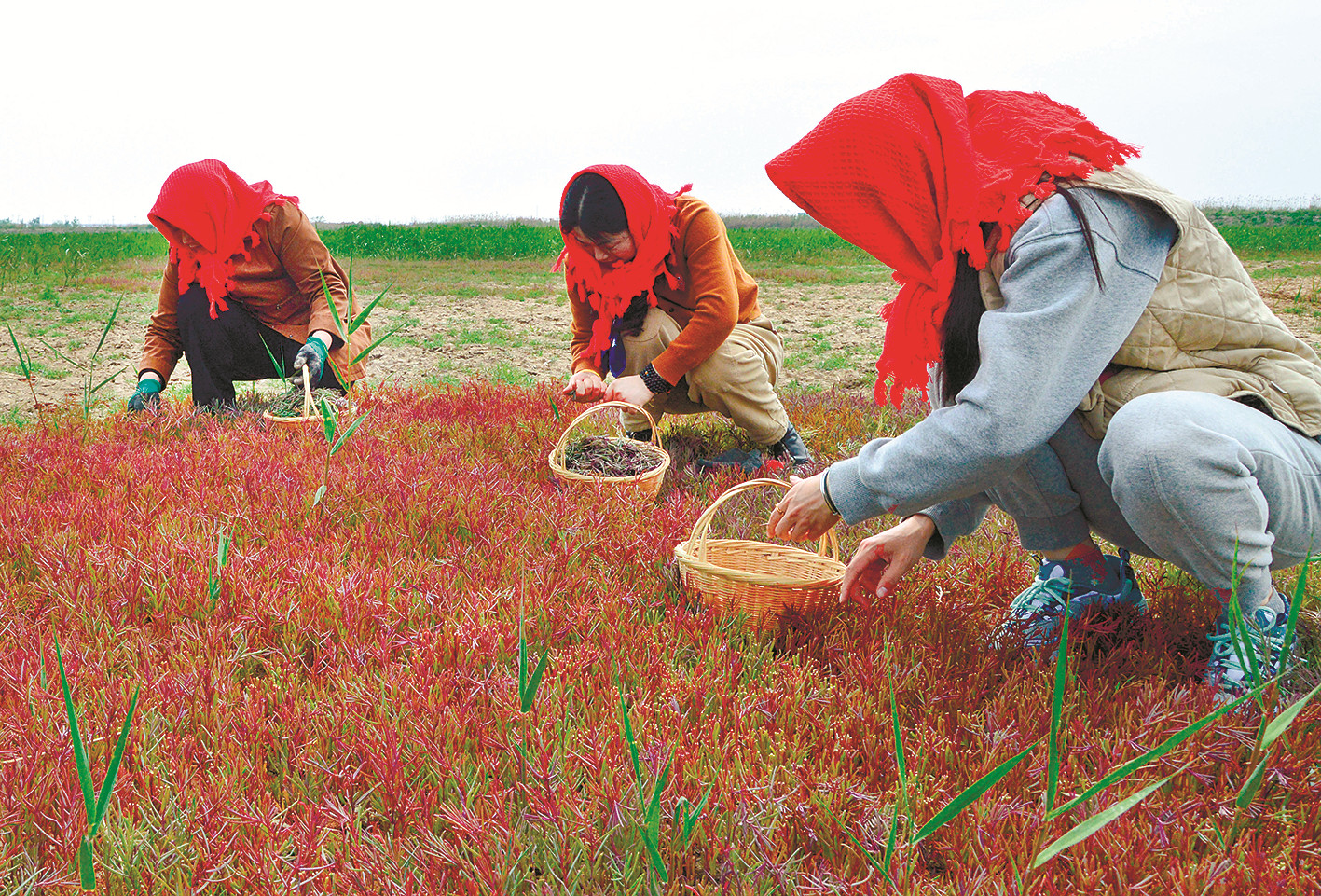 沿海湿地大片海英菜进入采摘好时节