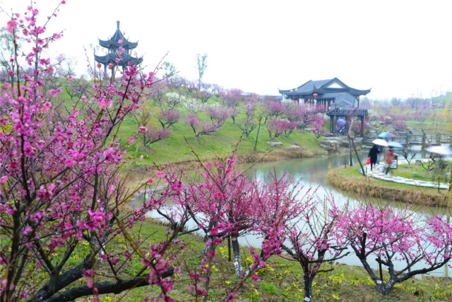 梅花湾景区梅花盛开景色宜人