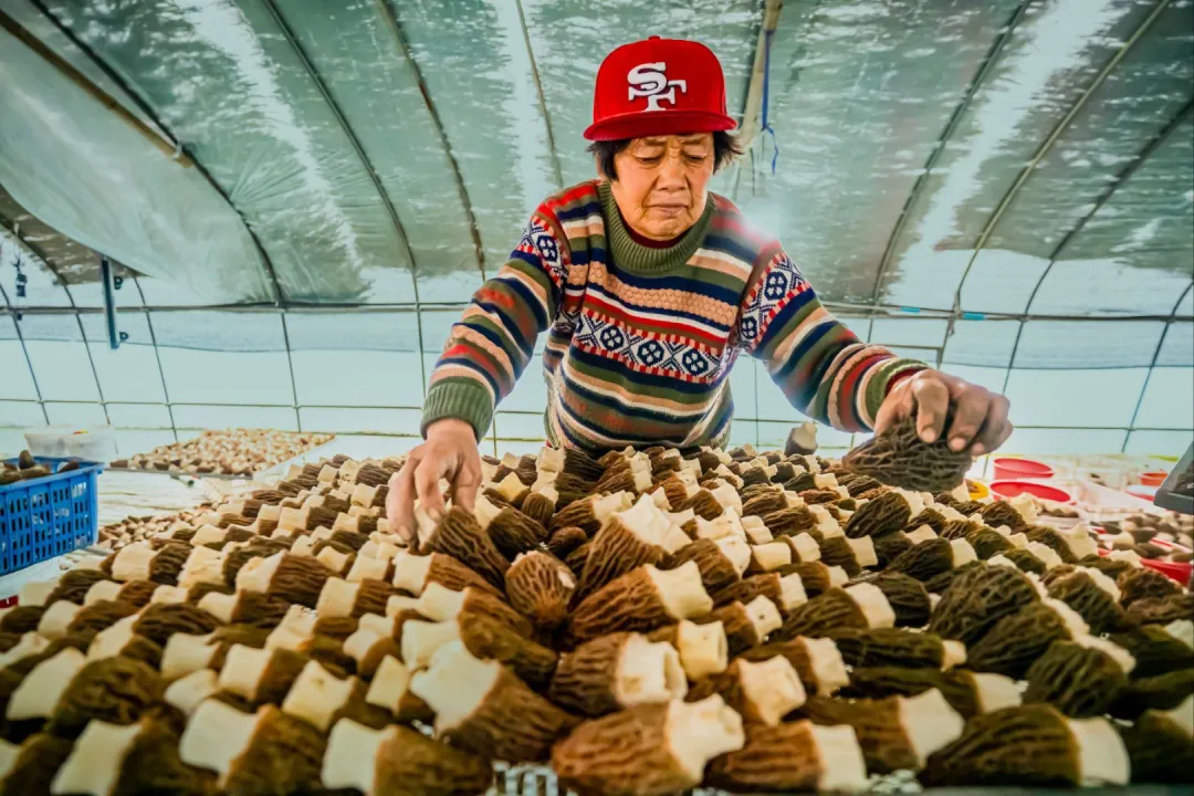 姜堰春日第一鲜，即将上市！