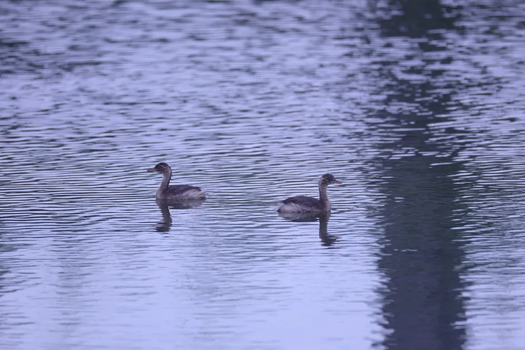 “鸟中大熊猫”震旦鸦雀回归泰兴沿江