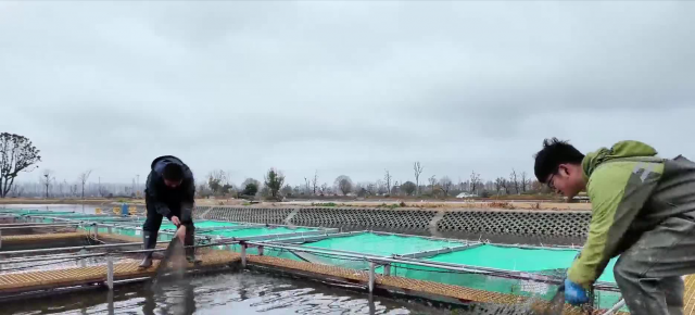 泰州：人勤春来早 “水上春耕”忙