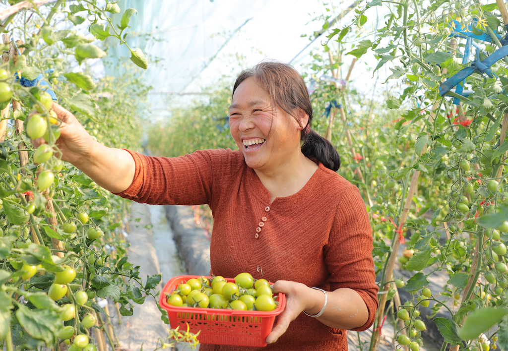 靖江：青甜小番茄抢“鲜”出圈 特色种植助农增收

