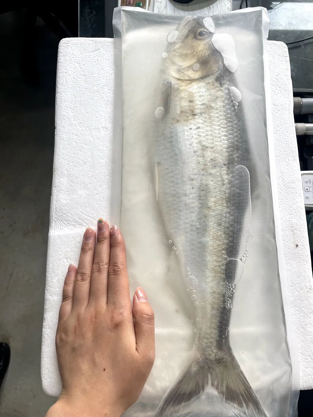 泰州:人工养殖技术成熟,“长江三鲜”迎上市高峰