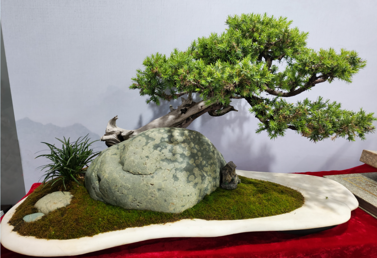 泰州：资深老艺人捐赠近百件珍品，助力盆景技艺“申遗”