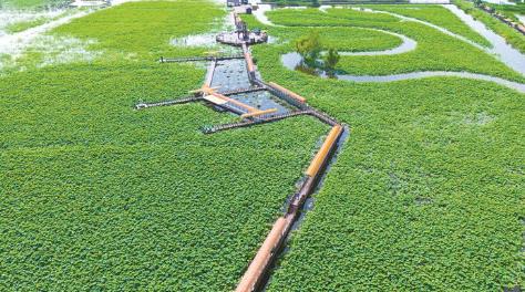 江苏兴化：打造“四季花海”，万亩荷塘焕新开园
