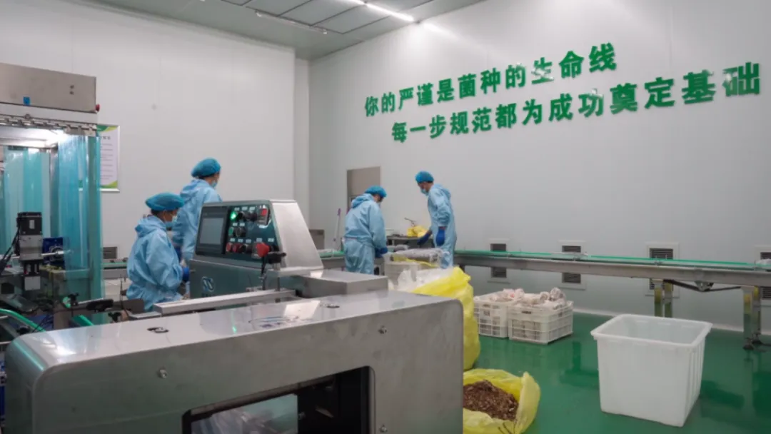 泰州姜堰：智能化生产线让食用菌产业链更高效