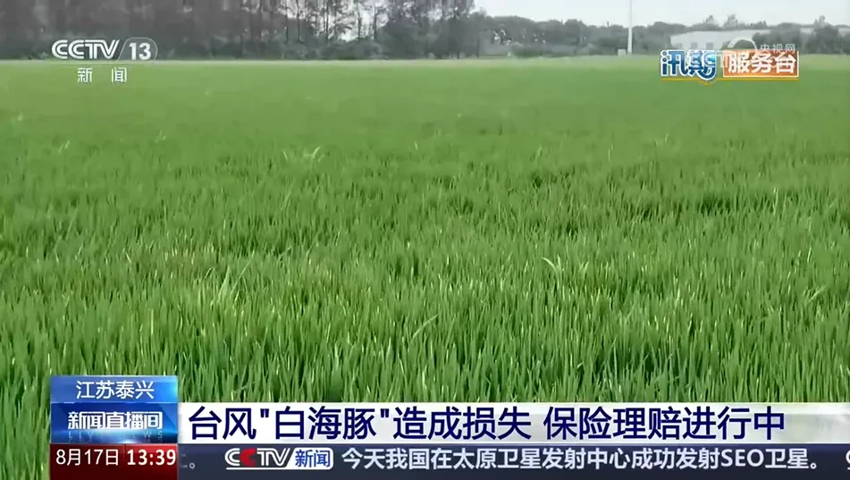 央视关注！海陵防范台风“白海豚”稳秋粮