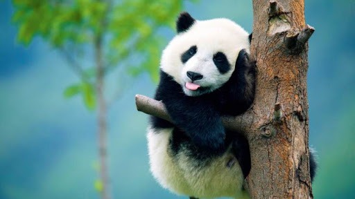 大熊猫“降危”，但生态保护不能降级