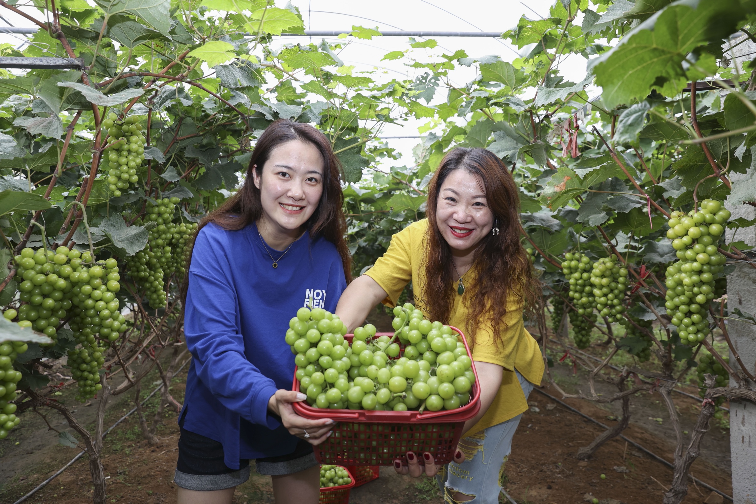 葡萄熟了 游客来了