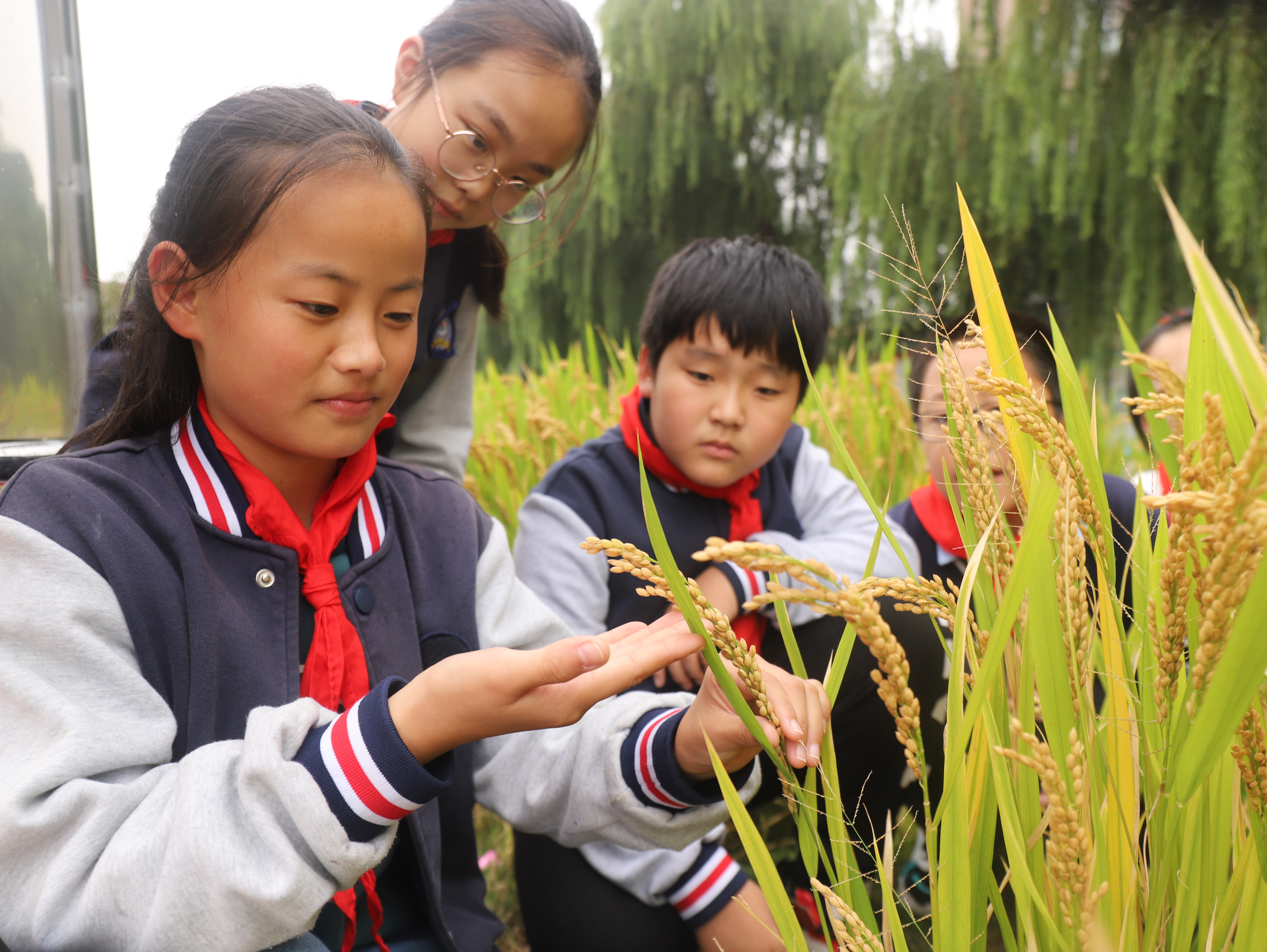 黄海路小学：以劳动实践活动迎世界粮食日