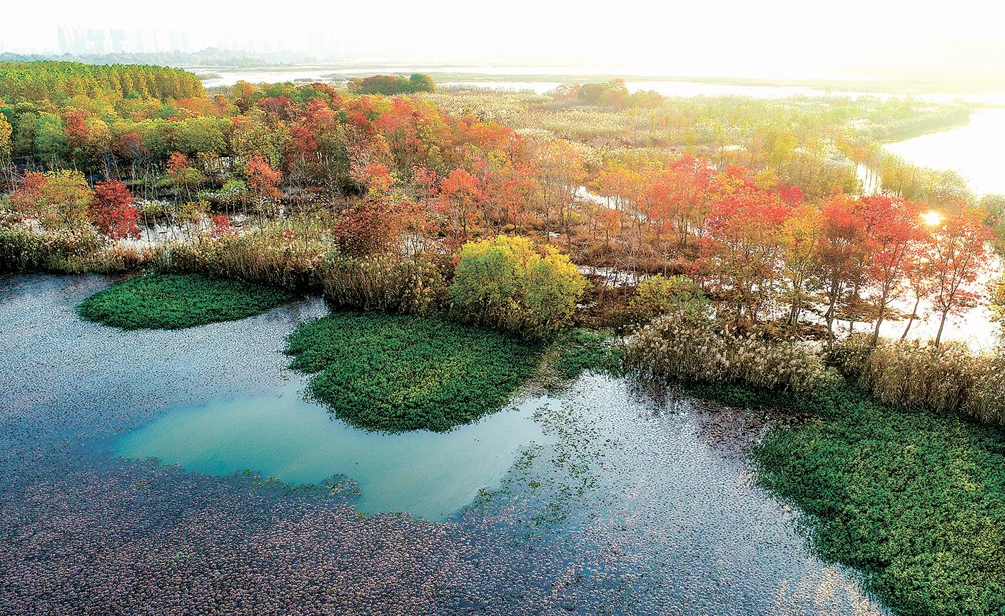 西双湖湿地小岛秋浓如画