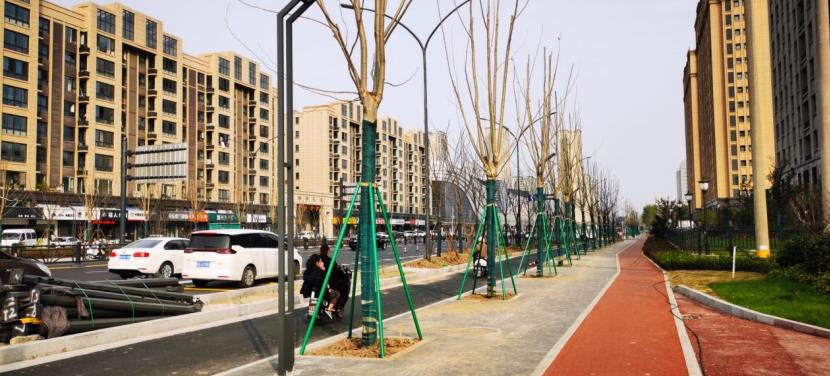 林荫路建设让港城市民“转角遇到树”