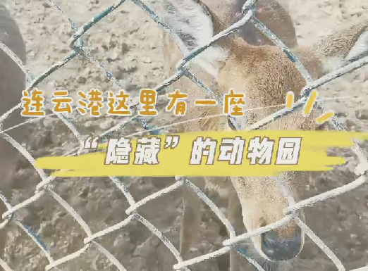 连云港这里竟然有座“隐藏”的动物园