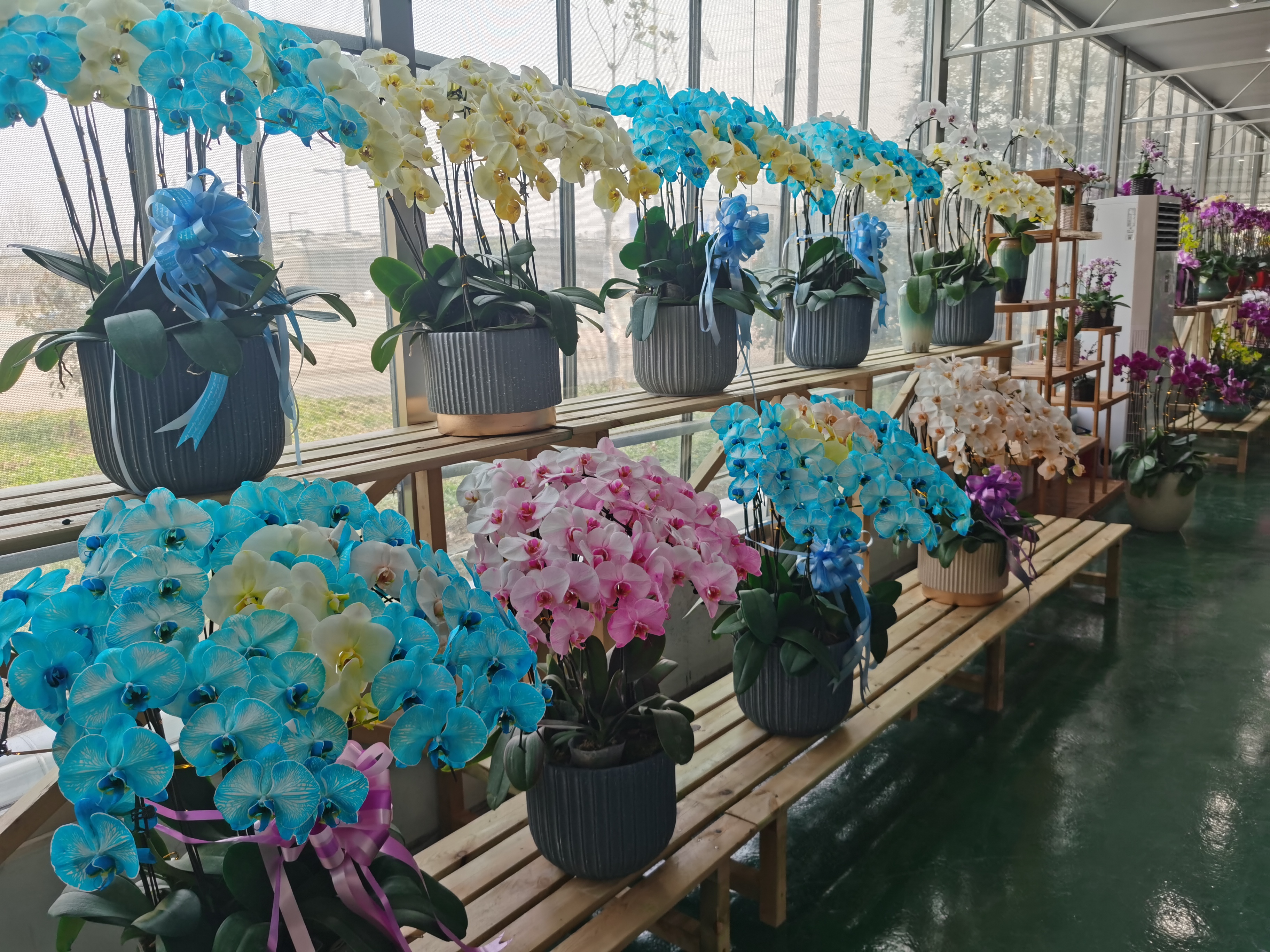 “马卡龙色蝴蝶兰”走俏年宵花市场