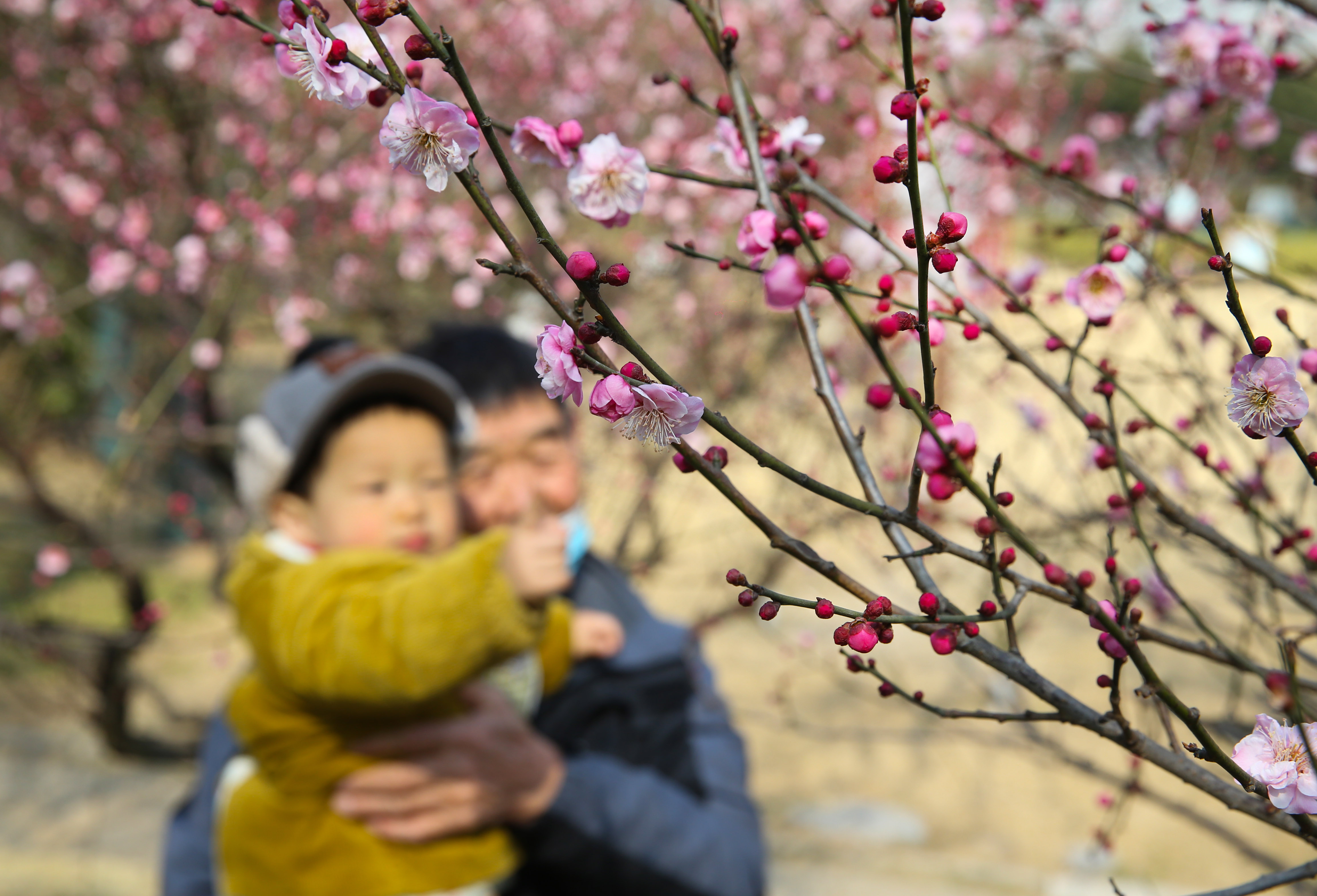 春季旅游线路上架   “赏花+采摘+温泉”休闲游受青睐