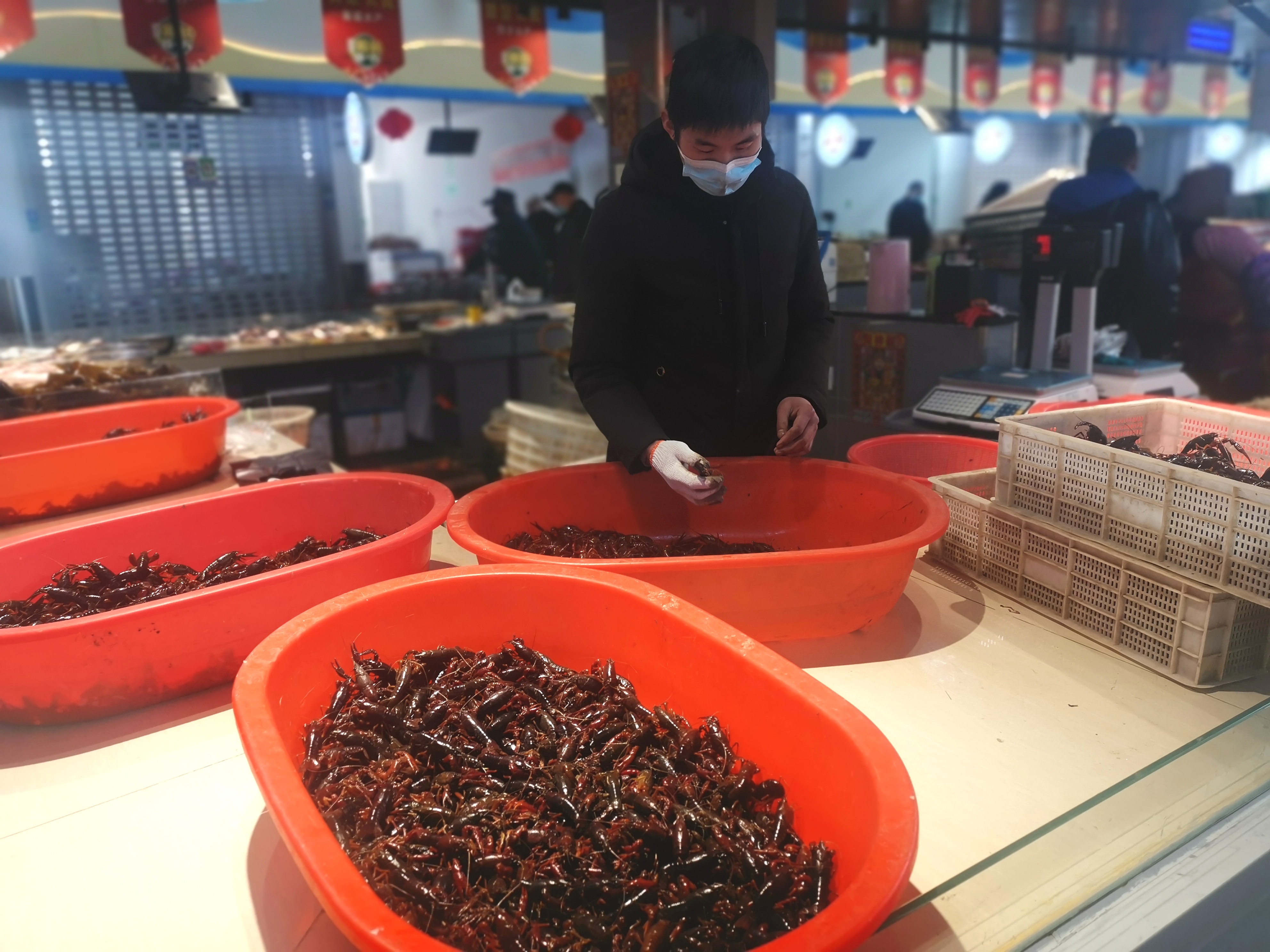 小龙虾量少价高 实现“龙虾自由”还需等待