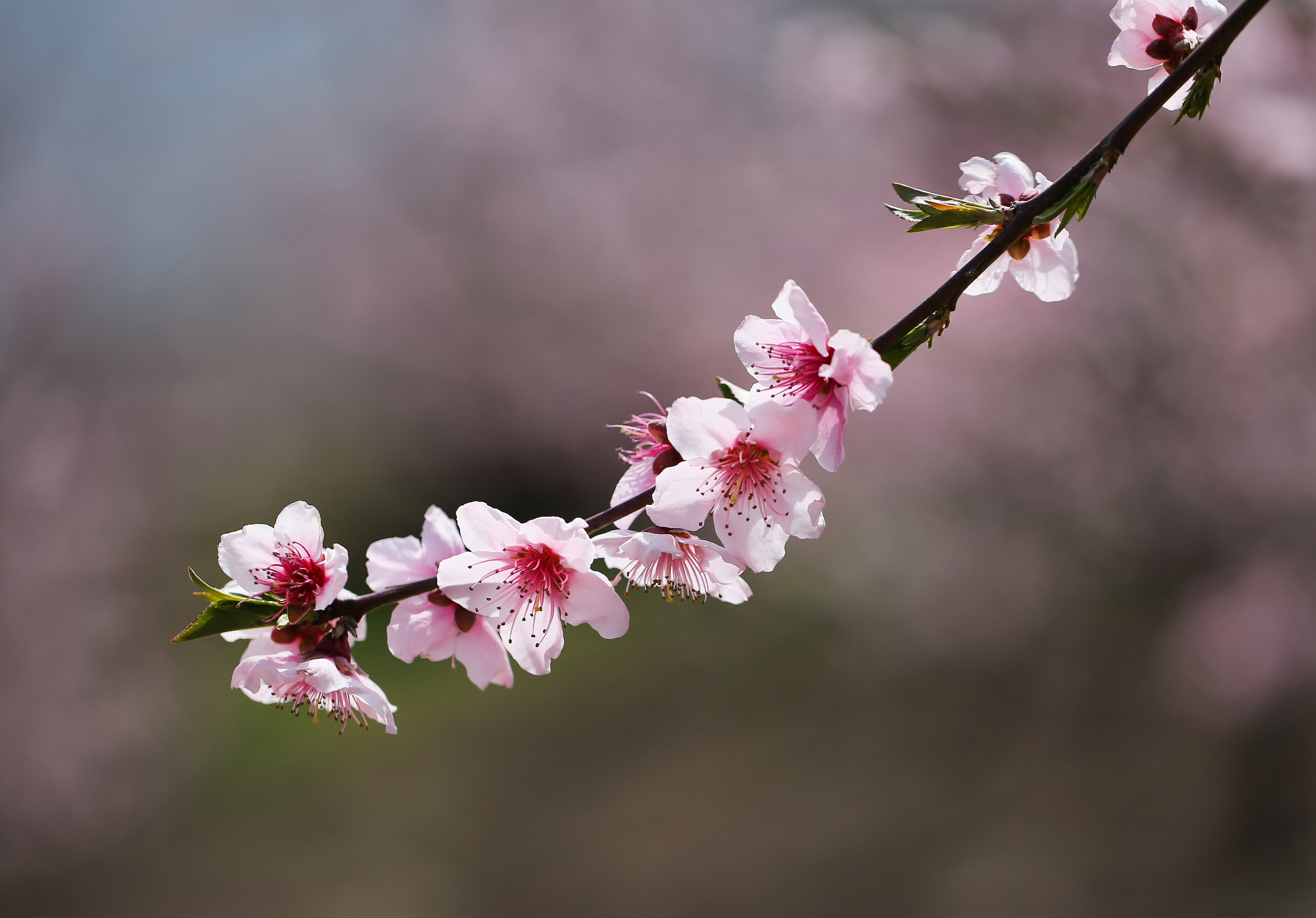 桃花灼灼春意浓