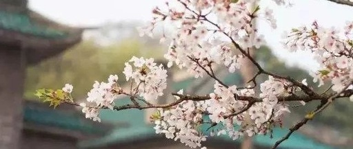 抗疫中的“硬核”力量系列报道⑧众志成城  心怀守望疫散云开
