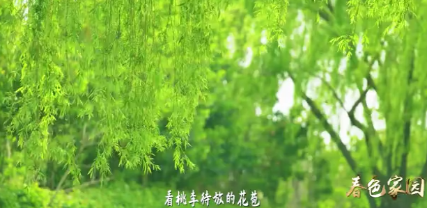 春色家园