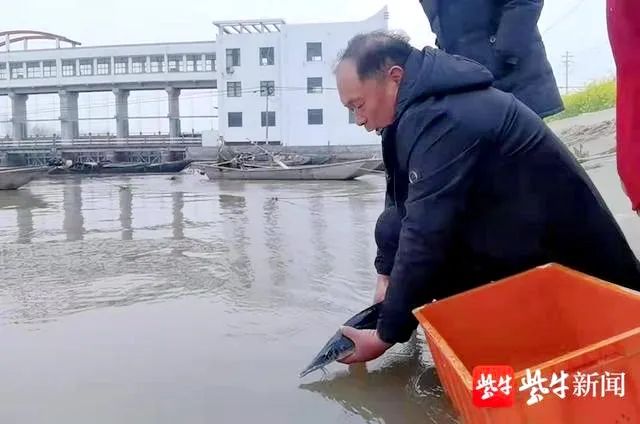 误捕“水中大熊猫”，灌南渔民这样操作……