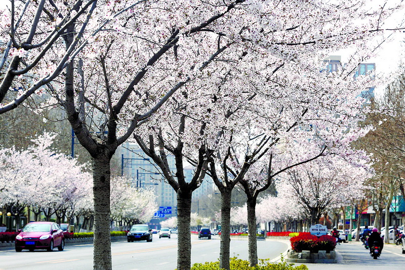 家门口的“樱花大道”