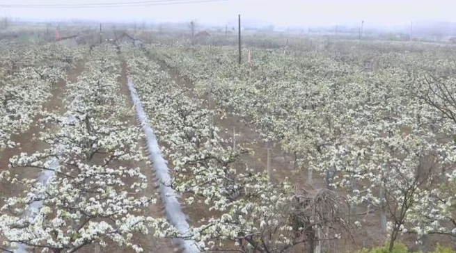 四月春光无限好
  千亩梨花“香雪海”