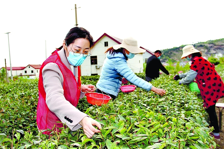 茶场进入采摘期