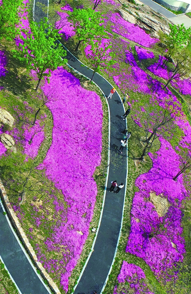 南云臺林場青峰頂成片的芝櫻花迎來盛花期