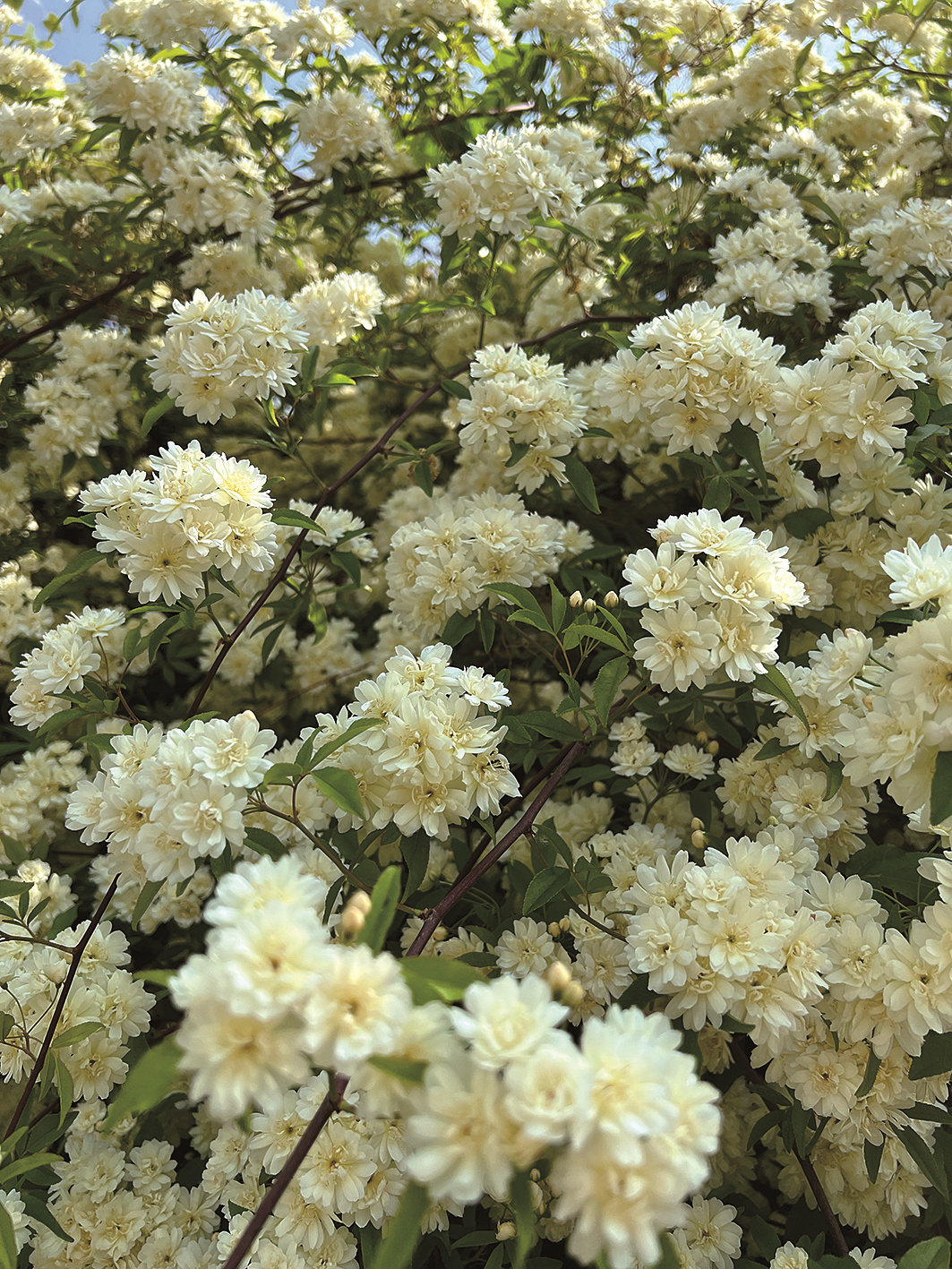 4月看木香海棠 5月赏蔷薇月季  “共享花儿”迎风盛放