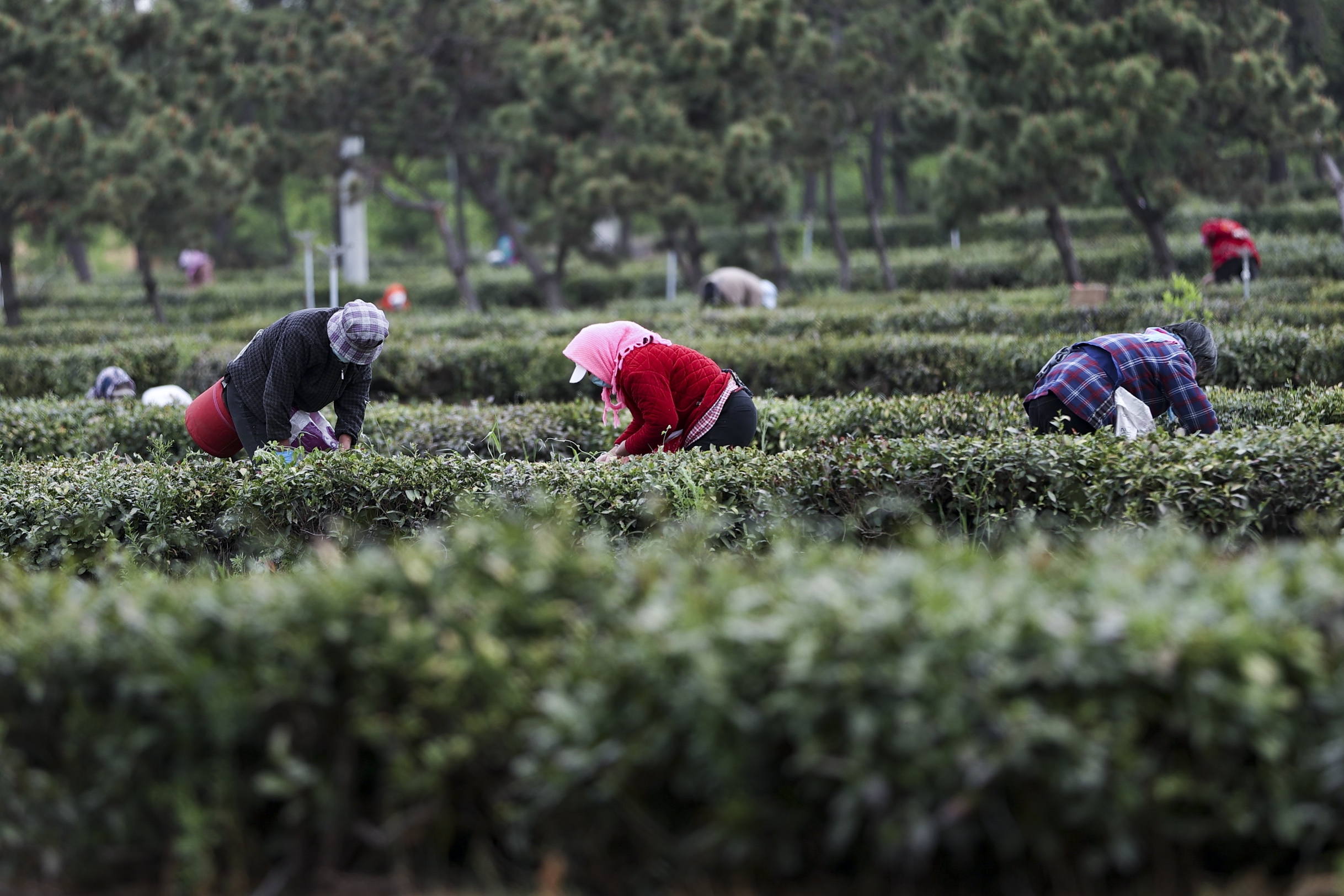 采茶制茶正当时