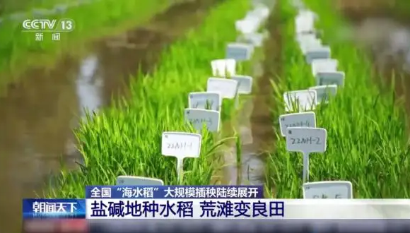 全国“海水稻”大规模插秧陆续展开
