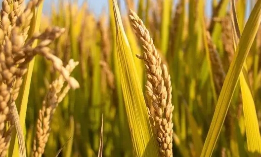 3年示范种植水稻品种62个 农民刘守银的“粮心”