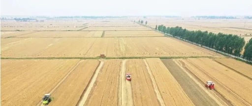 乐见金麦颗粒归仓——来自夏粮收购一线的报告