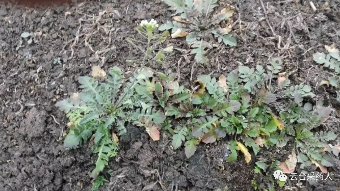 《仙山灵药》科学画册出版 呈现云台山植物之美