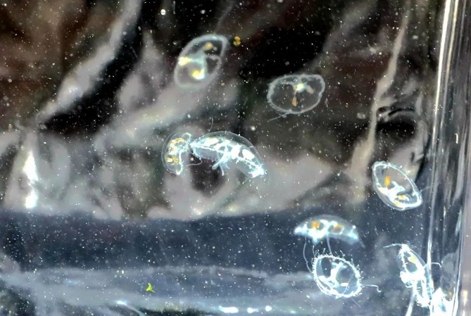 赣榆发现 “水中大熊猫”桃花水母