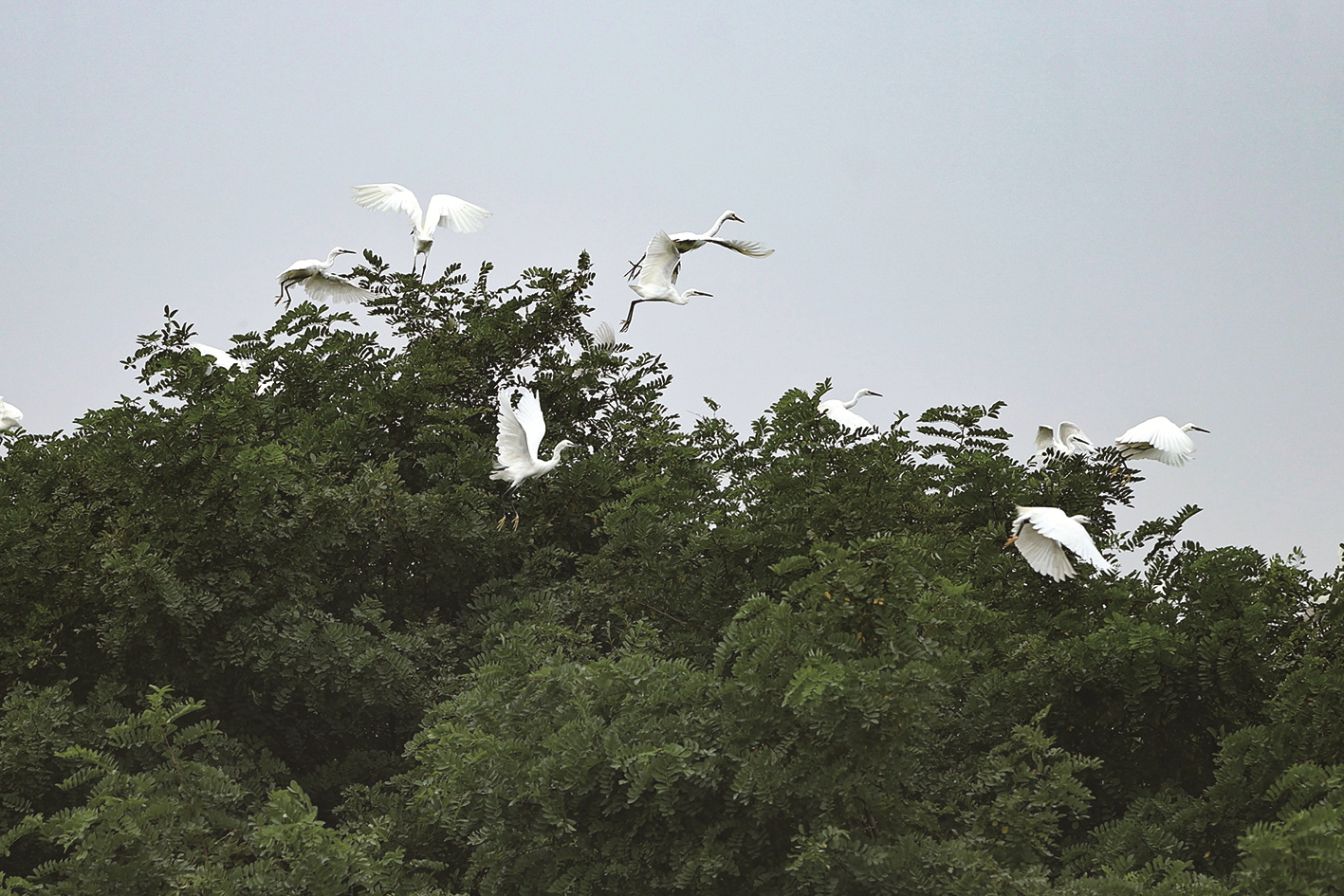 環(huán)境改善 鷺鳥飛舞