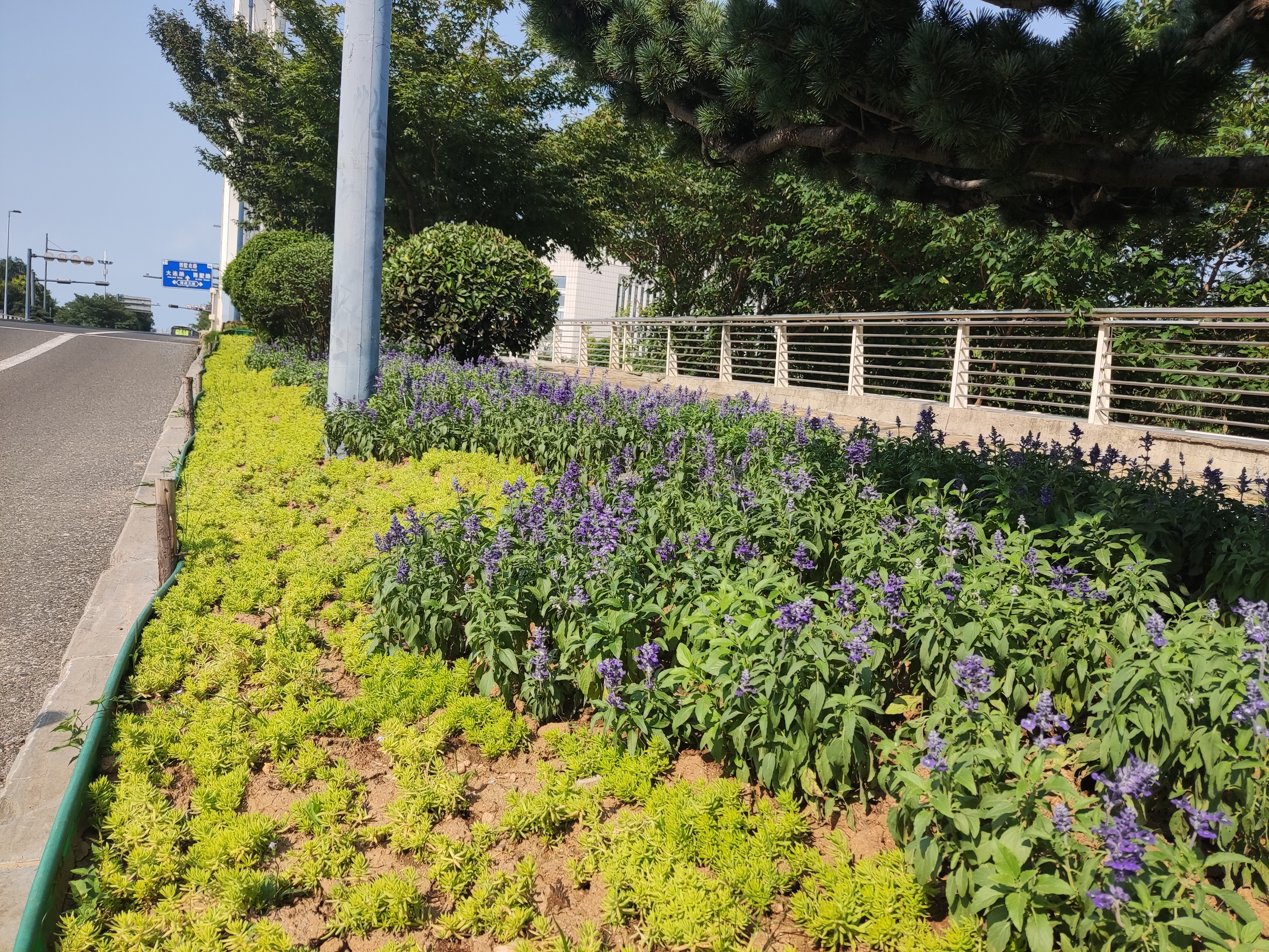 喜迎双节   230万株时令花草扮靓港城