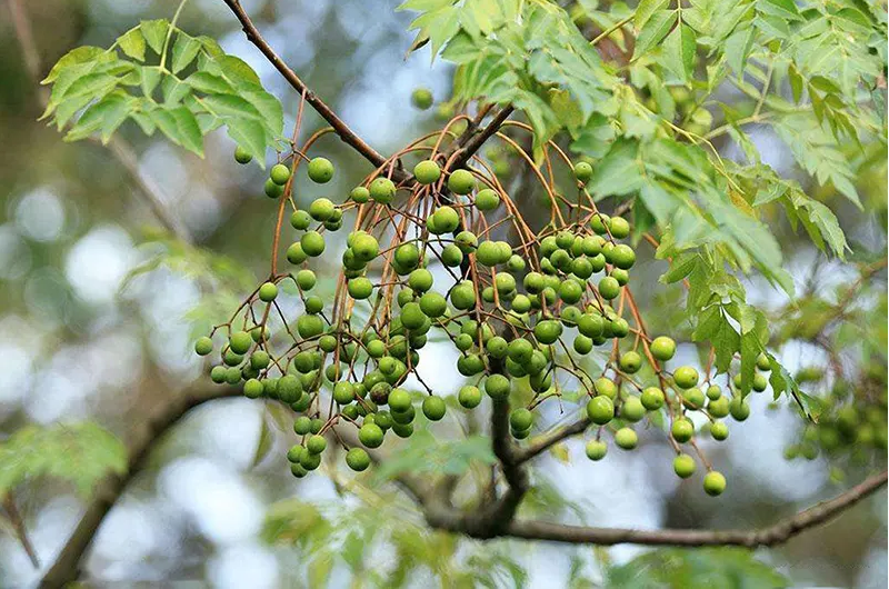 加快适生植物遴选种植 推进污泥资源化处理 连云新城再增耐盐碱苗木12万株