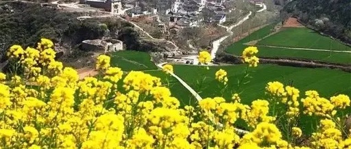 石梁河水库将增500亩油菜花海