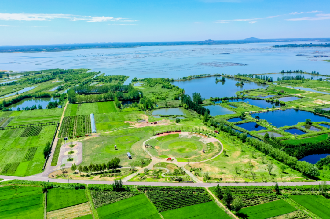 石梁河水库将增500亩油菜花海