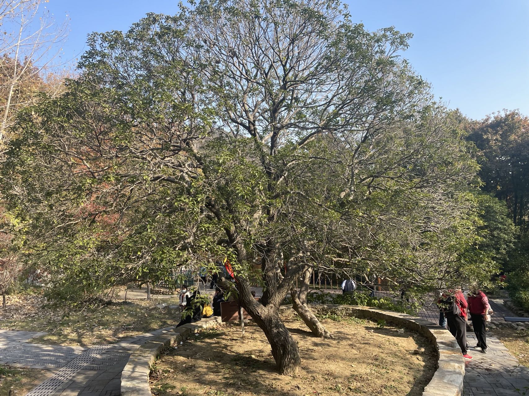 “绿色活化石”亟待保护 守护古树名木 留下记得住的乡愁