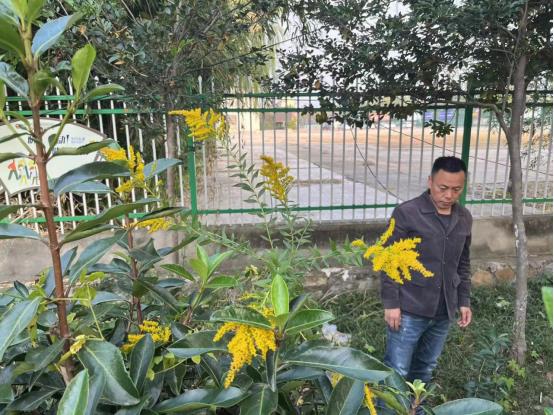 港城多地清除加拿大一枝黄花 专家：本土品种无危害 需正确区分处理