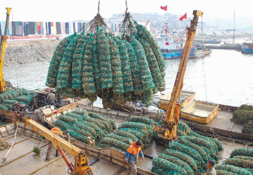 5万亩太平洋牡蛎进入收获期
